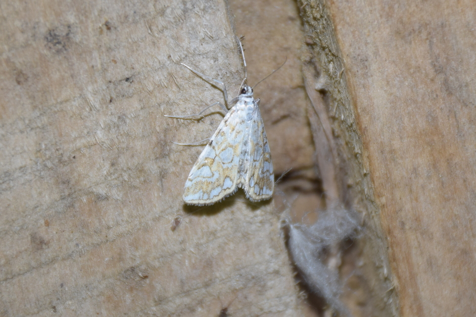Elophila nymphaeata - tarka vízimoly