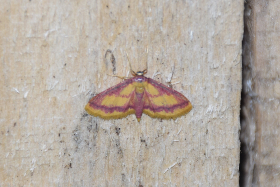 Idaea muricata - mocsári pirosaraszoló