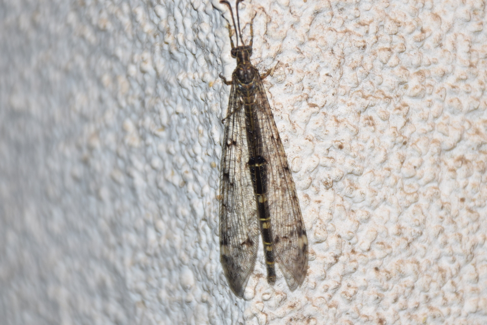 Distoleon tetragrammicus - négyfoltos hangyaleső