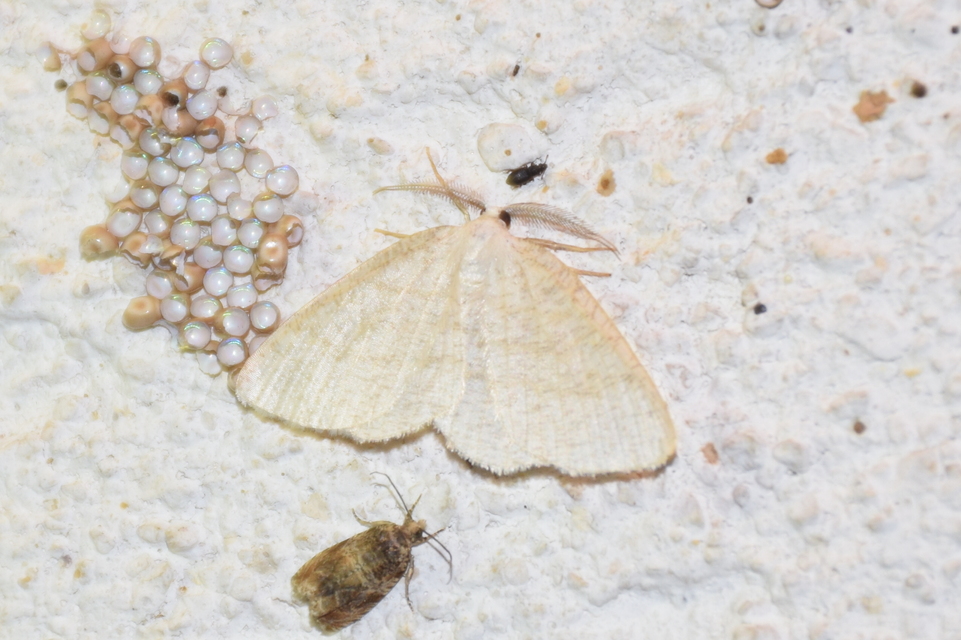 Cabera exanthemata - pettyes égeraraszoló