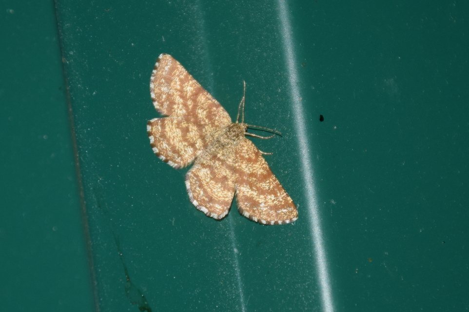 Ematurga atomaria - barna rétiaraszoló