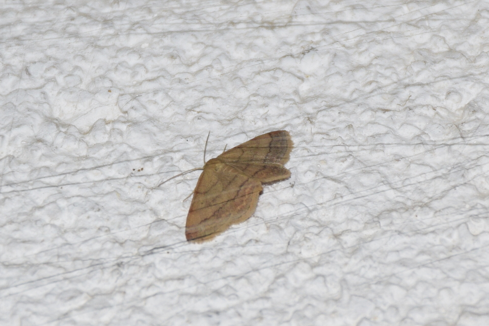 Scopula rubiginata - réti pirosaraszoló