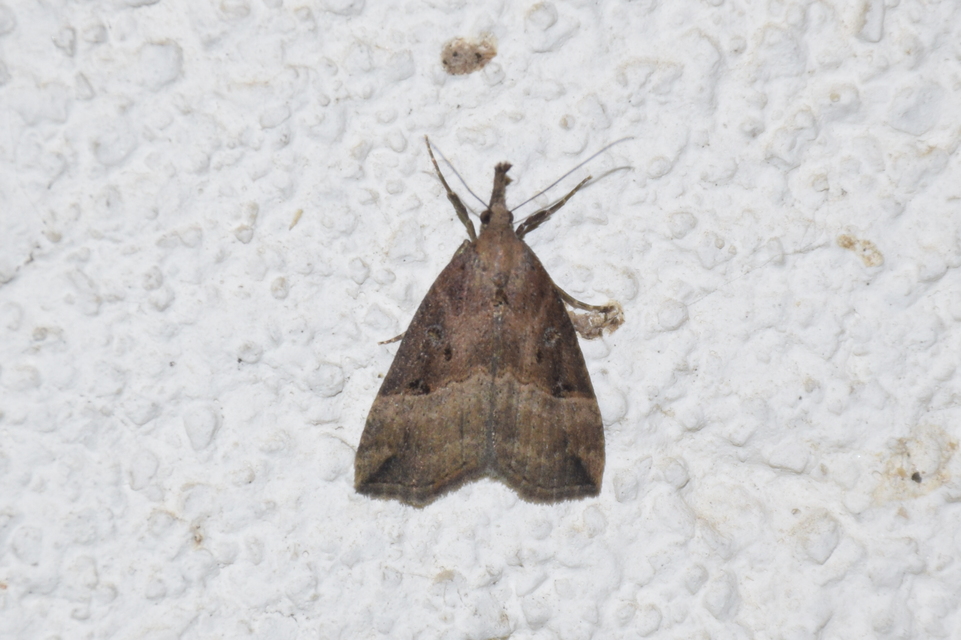 Hypena rostralis - közönséges karcsúbagoly