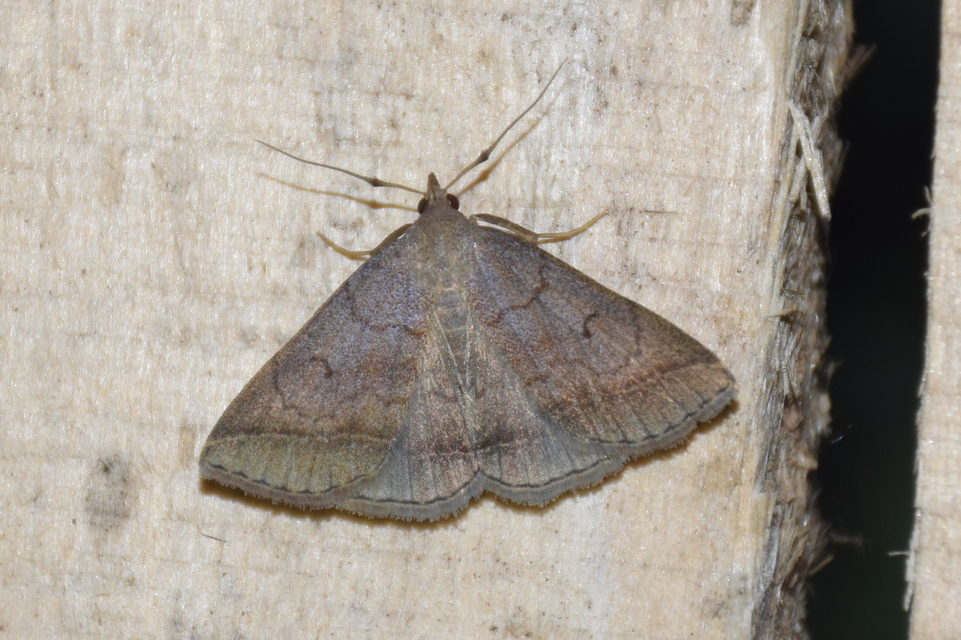 Zanclognatha lunalis - pelyheslábú karcsúbagoly
