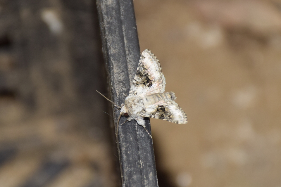 Hecatera bicolorata - világos kertibagoly
