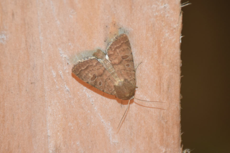 Hoplodrina octogenaria - barna selymesbagoly