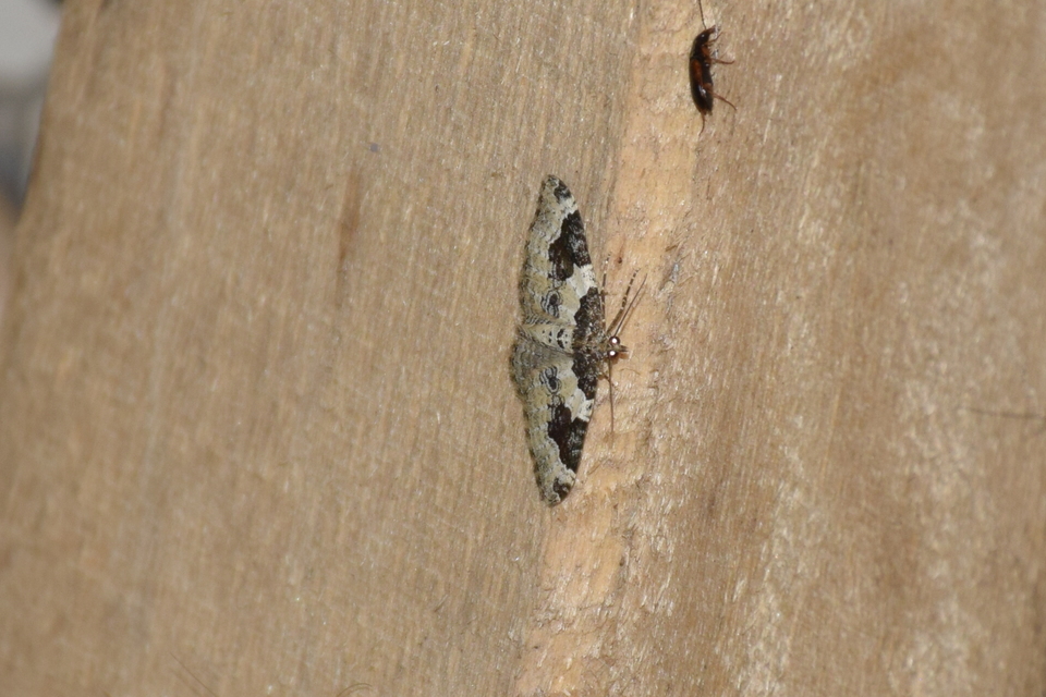 Xanthorhoe fluctuata - közönséges tarkaaraszoló