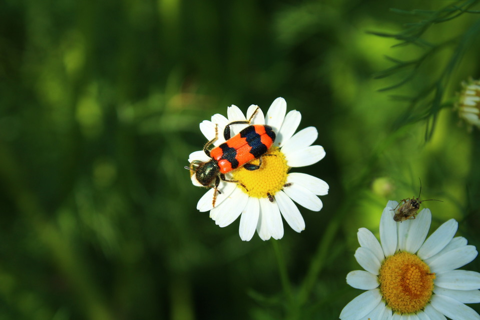 Trichodes apiarius - szalagos méhészbogár