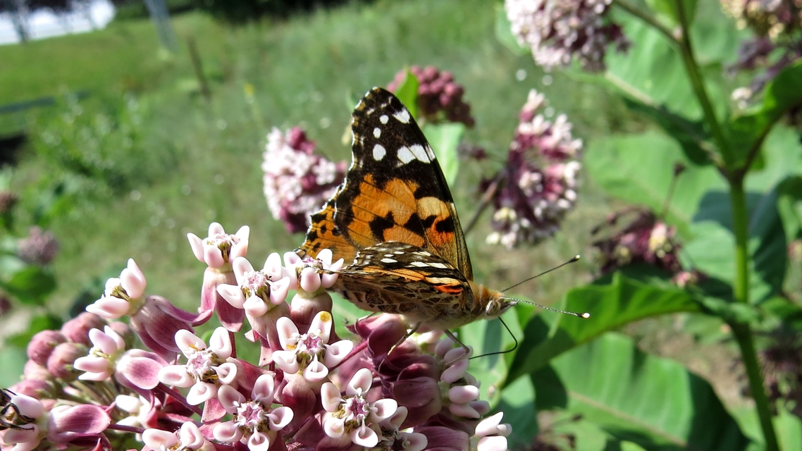 Vanessa cardui - bogáncslepke