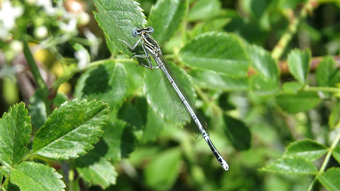 Platycnemis pennipes - széleslábú szitakötő