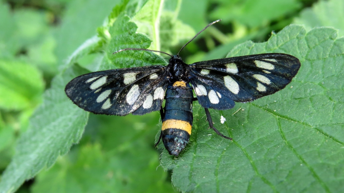Amata phegea - fehérpettyes álcsüngőlepke