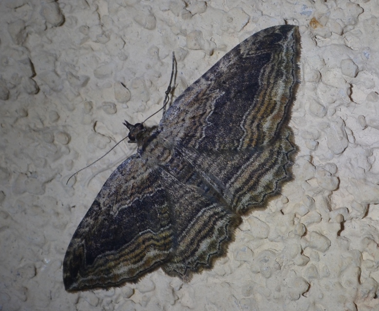 Philereme transversata - varjútövis-araszoló
