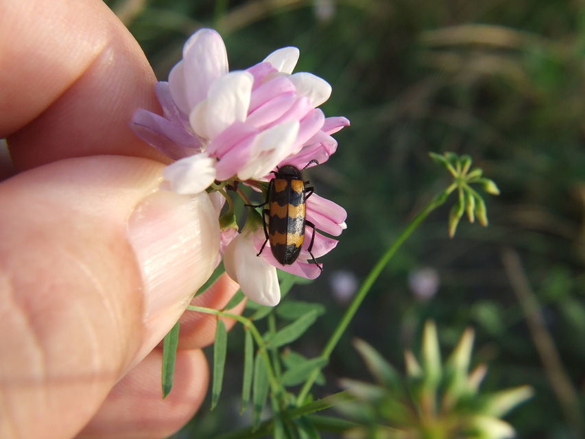 Mylabris variabilis - szalagos hólyaghúzó Mylabris variabilis - szalagos hólyaghúzó