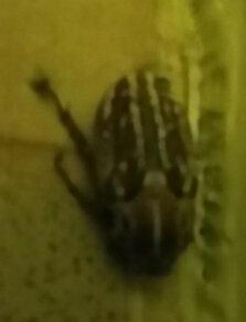 Anoxia orientalis - keleti cserebogár