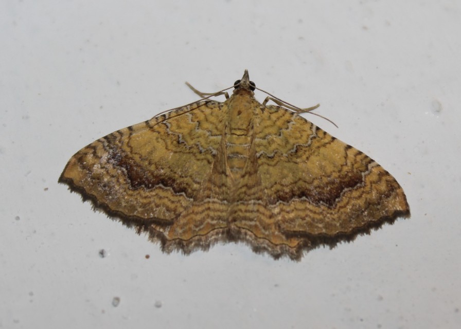 Camptogramma bilineata - kétvonalas sávosaraszoló