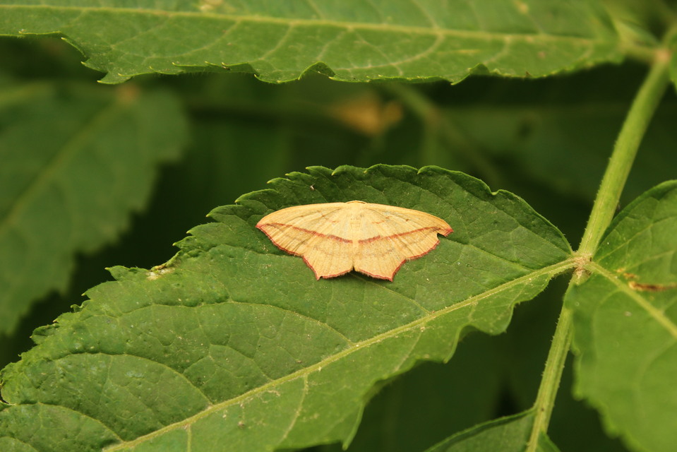 Timandra comae - piroscsíkos csipkésaraszoló