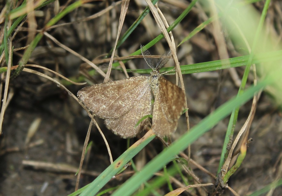 Ematurga atomaria - barna rétiaraszoló