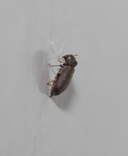 Ptinidae - tolvajbogarak