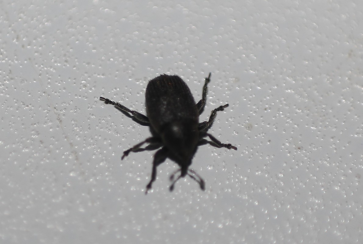 Rhinusa linariae - gubacsképző gyújtoványfű-ormányos