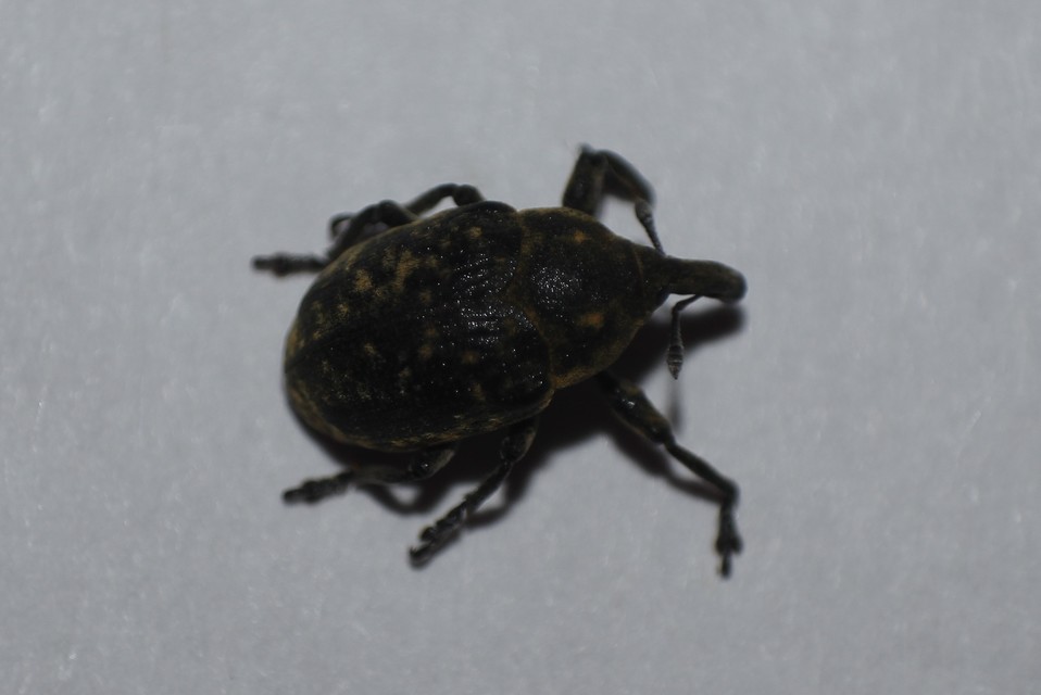 Larinus iaceae - sávosnyakú púderbarkó