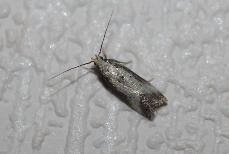 Brachmia dimidiella - citromkocsord-lápimoly