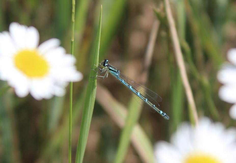 Coenagrion scitulum - mediterrán légivadász