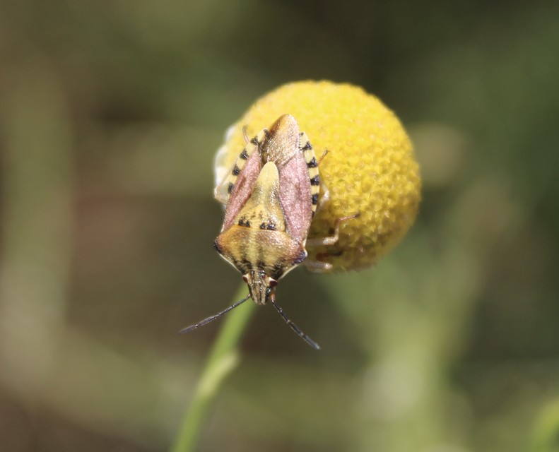 Carpocoris