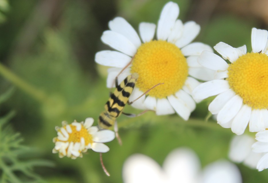 Echinocerus floralis - lucerna-darázscincér
