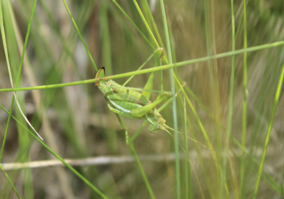 Leptophyes albovittata - közönséges virágszöcske