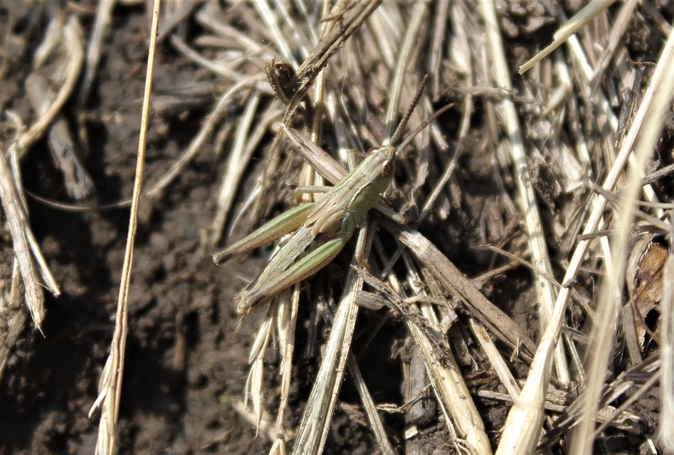 Pseudochorthippus parallelus - közönséges rétisáska