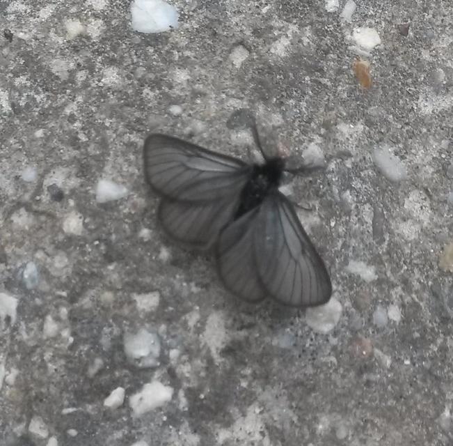 Pentophera morio - réti gyapjaslepke