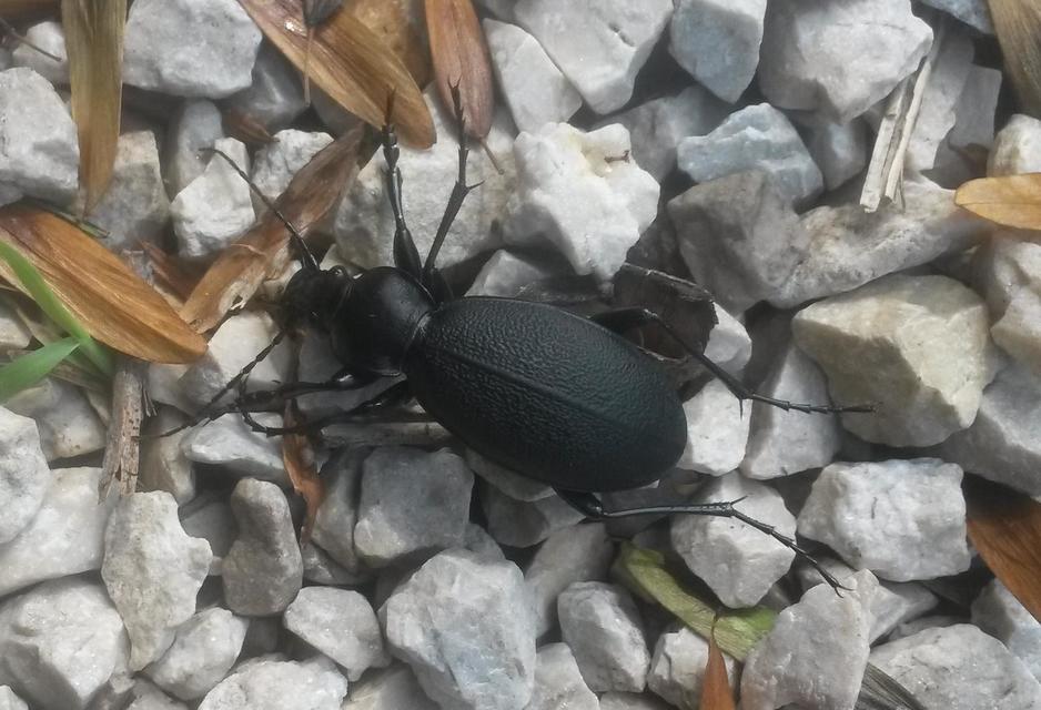 Carabus coriaceus - bőrfutrinka