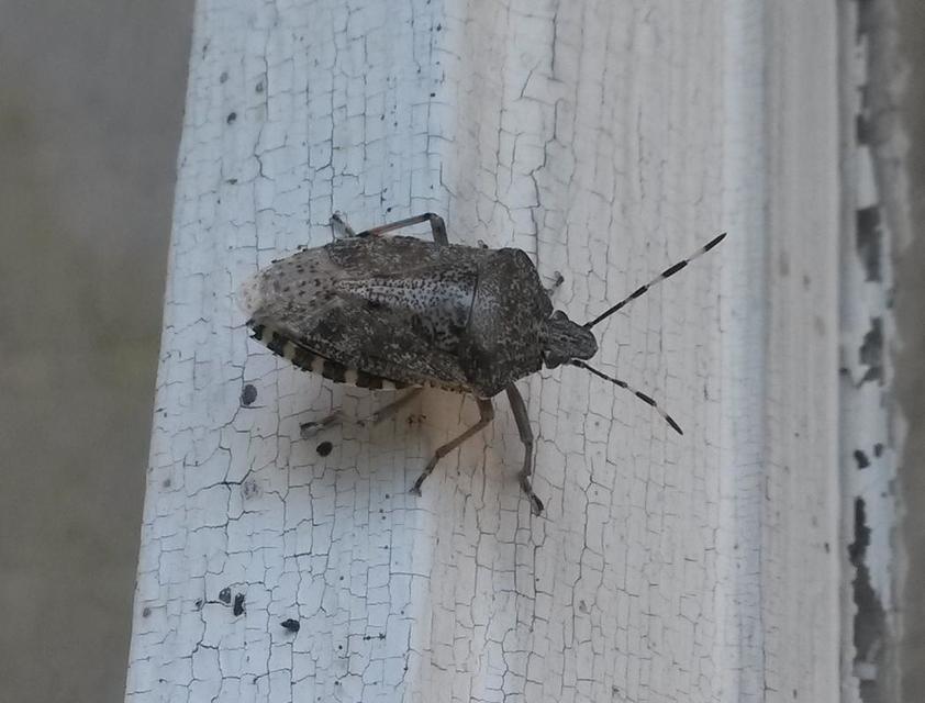 Rhaphigaster nebulosa - bencepoloska