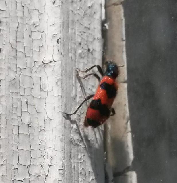 Trichodes apiarius - szalagos méhészbogár