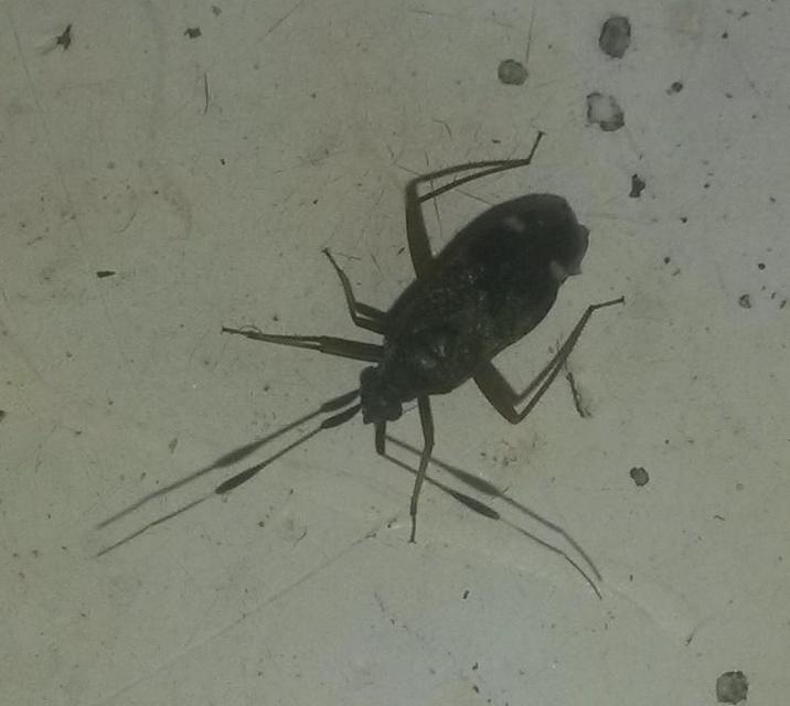 Closterotomus biclavatus - aranyszőrű mezeipoloska