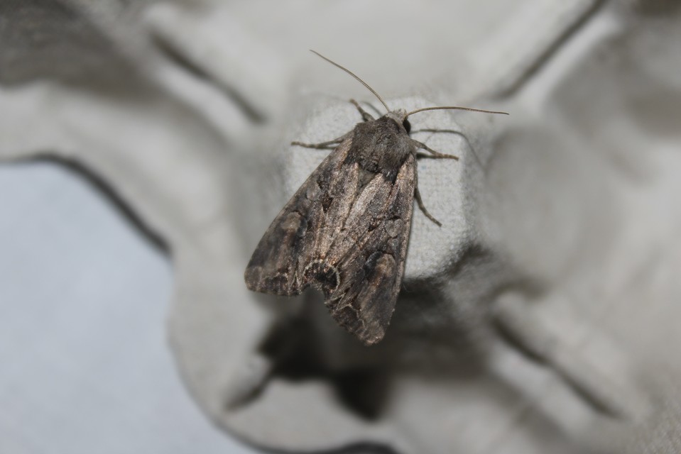 Lacanobia suasa - tarka kertibagoly