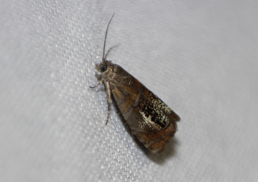 Olethreutes arcuella - avarevő tükrösmoly