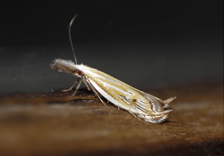 Holoscolia huebneri - sarlósszárnyú csíkosmoly