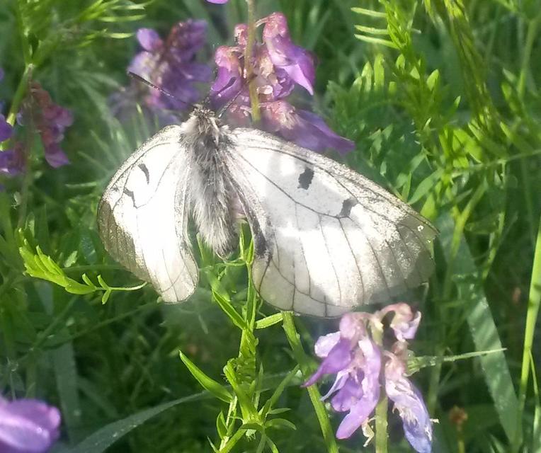 Parnassius mnemosyne - kis apollólepke