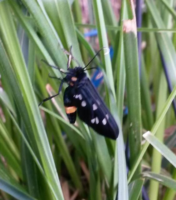 Amata phegea - fehérpettyes álcsüngőlepke