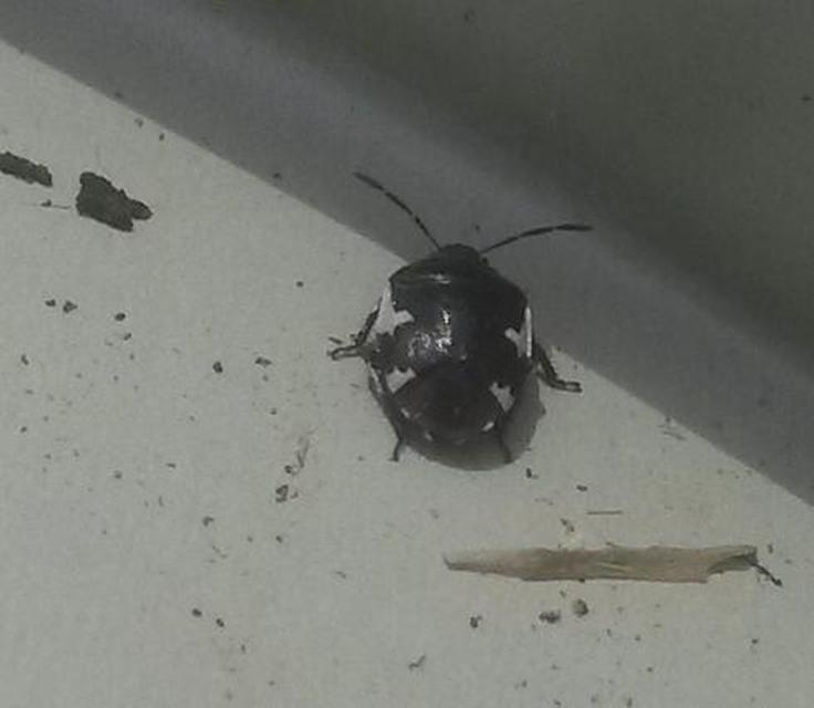 Tritomegas