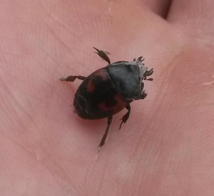 Hister quadrimaculatus - közönséges sutabogár
