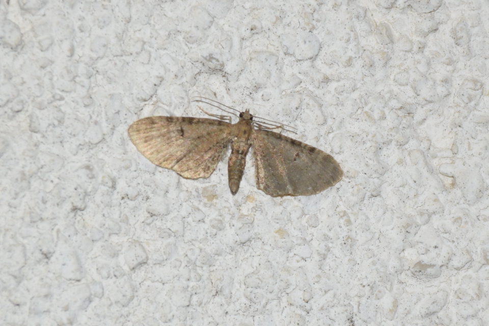 Eupithecia absinthiata - üröm-törpearaszoló