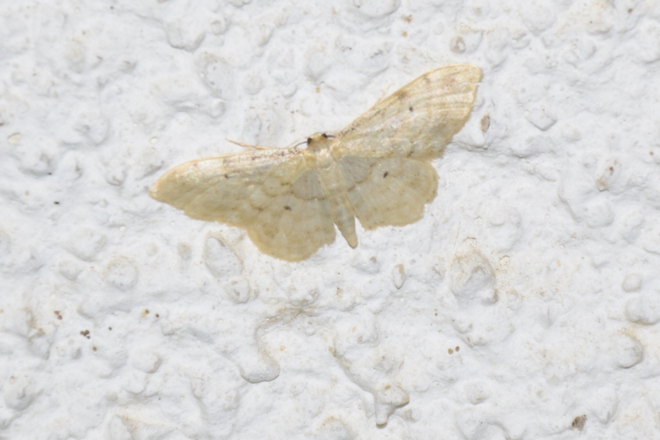 Idaea fuscovenosa - szürkeszélű apróaraszoló