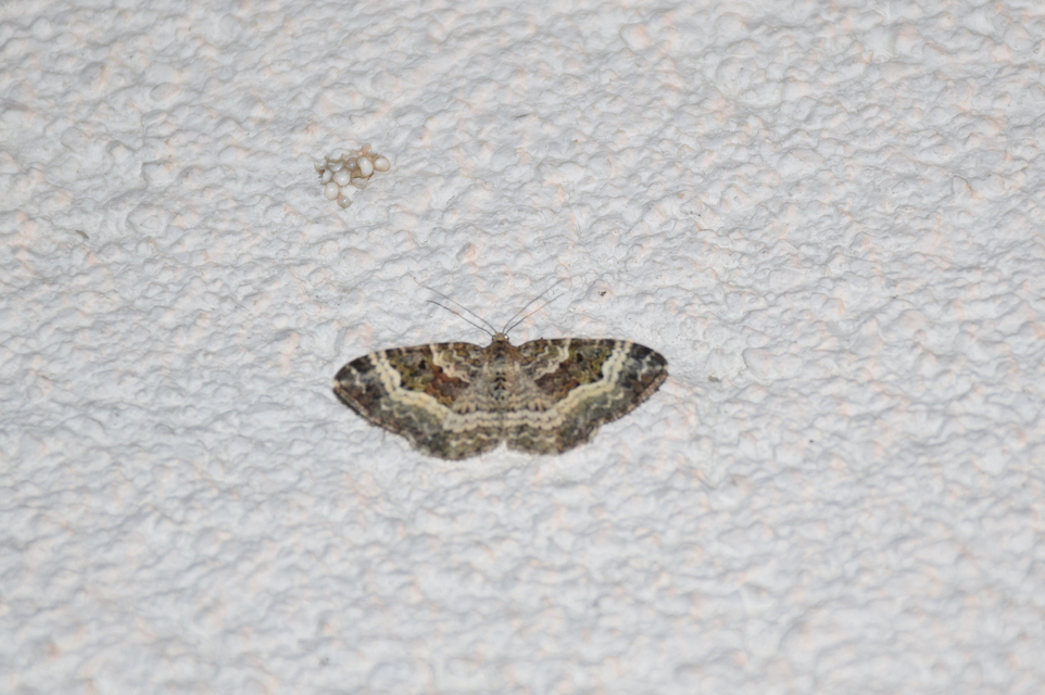 Epirrhoe alternata - galaj-tarkaaraszoló