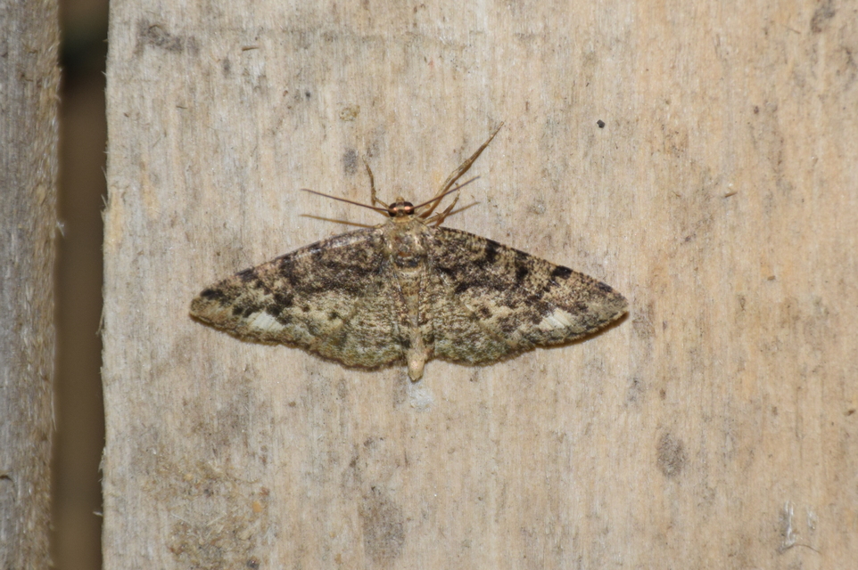 Parectropis similaria - barna zuzmóaraszoló