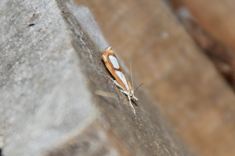Catoptria pinella - ezüstös fűgyökérmoly