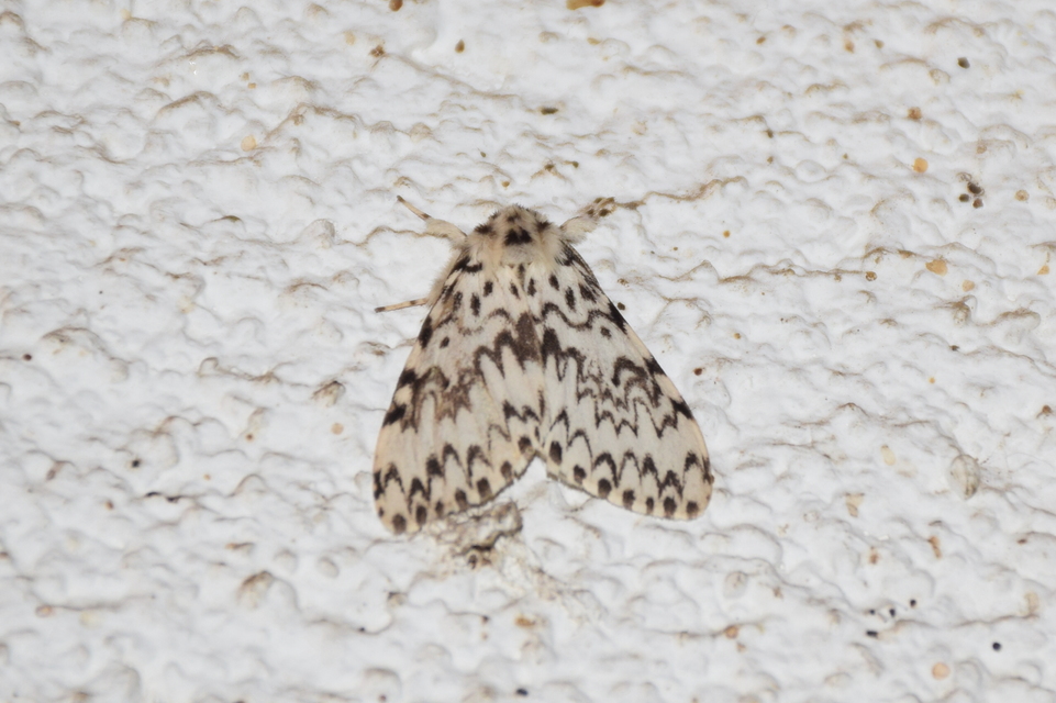 Lymantria monacha - apácalepke