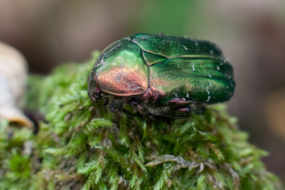 Cetonia aurata - aranyos virágbogár