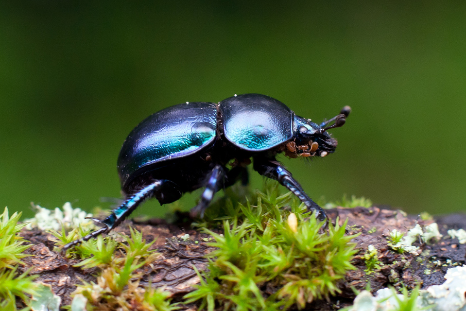Trypocopris vernalis - tavaszi álganéjtúró